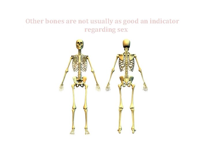 Other bones are not usually as good an indicator regarding sex 