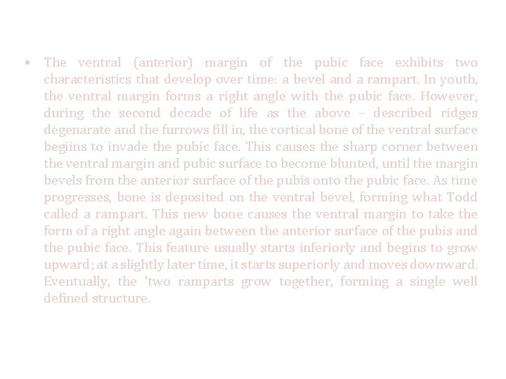  • The ventral (anterior) margin of the pubic face exhibits two characteristics that