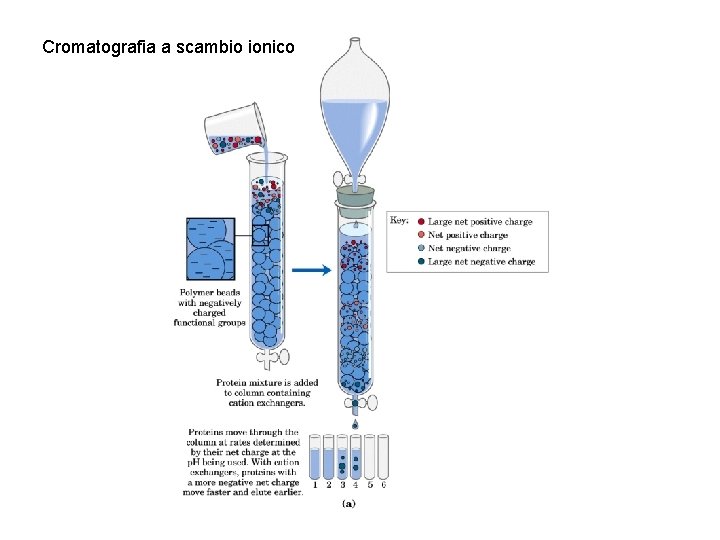 Cromatografia a scambio ionico 