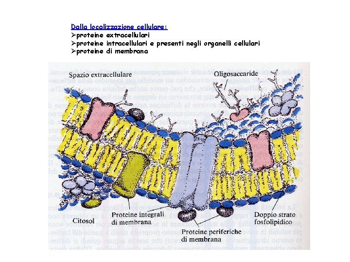Dalla localizzazione cellulare: proteine extracellulari proteine intracellulari e presenti negli organelli cellulari proteine di