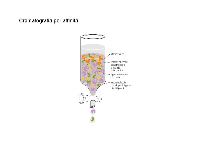Cromatografia per affinità 
