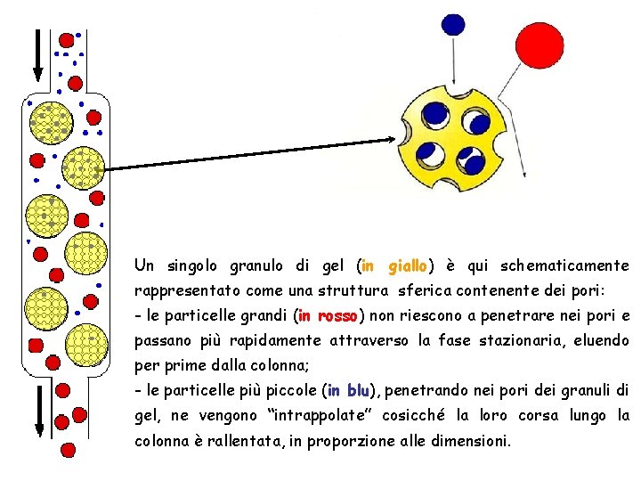 Un singolo granulo di gel (in giallo) è qui schematicamente rappresentato come una struttura