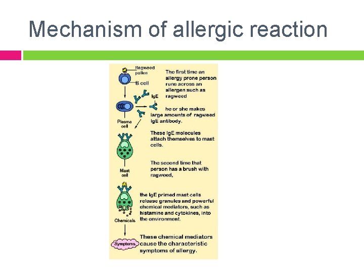 Mechanism of allergic reaction 