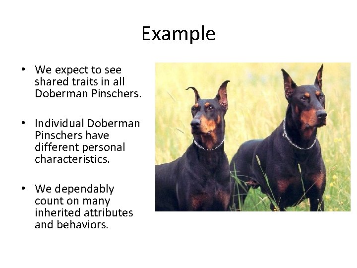 Example • We expect to see shared traits in all Doberman Pinschers. • Individual