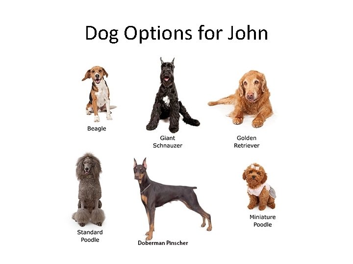 Dog Options for John 