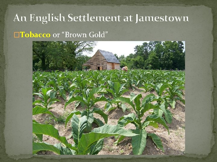 An English Settlement at Jamestown �Tobacco or “Brown Gold” 