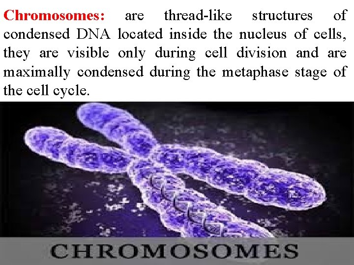 Chromosomes: are thread-like structures of condensed DNA located inside the nucleus of cells, they