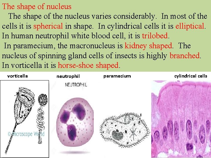 The shape of nucleus The shape of the nucleus varies considerably. In most of