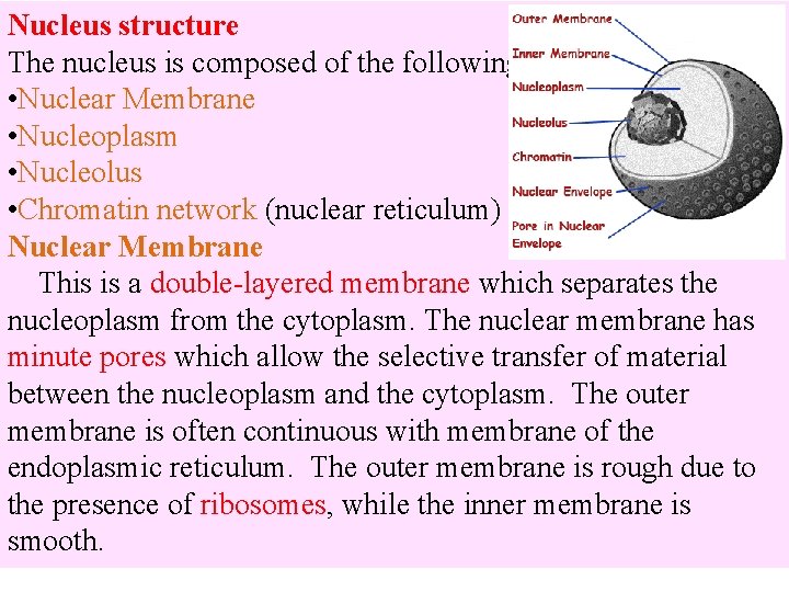 Nucleus structure The nucleus is composed of the following structures: • Nuclear Membrane •