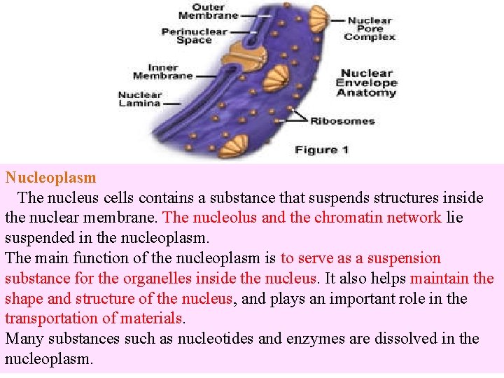 Nucleoplasm The nucleus cells contains a substance that suspends structures inside the nuclear membrane.