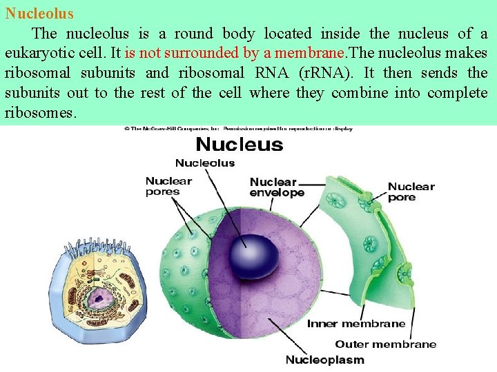 Nucleolus The nucleolus is a round body located inside the nucleus of a eukaryotic