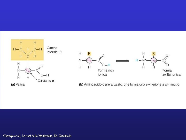 Champe et al. , Le basi della biochimica, Ed. Zanichelli 