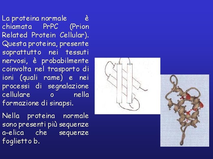 La proteina normale è chiamata Pr. PC (Prion Related Protein Cellular). Questa proteina, presente