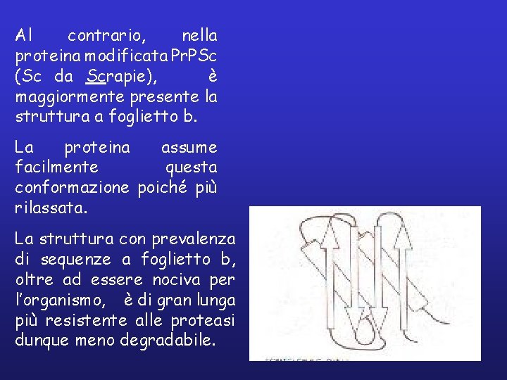Al contrario, nella proteina modificata Pr. PSc (Sc da Scrapie), è maggiormente presente la