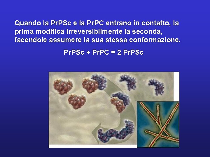 Quando la Pr. PSc e la Pr. PC entrano in contatto, la prima modifica