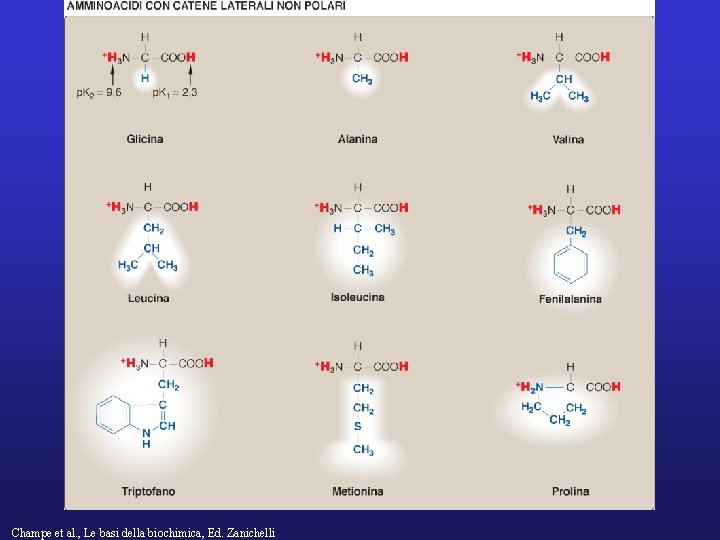 Champe et al. , Le basi della biochimica, Ed. Zanichelli 