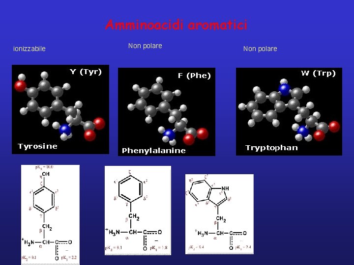 Amminoacidi aromatici ionizzabile Non polare 