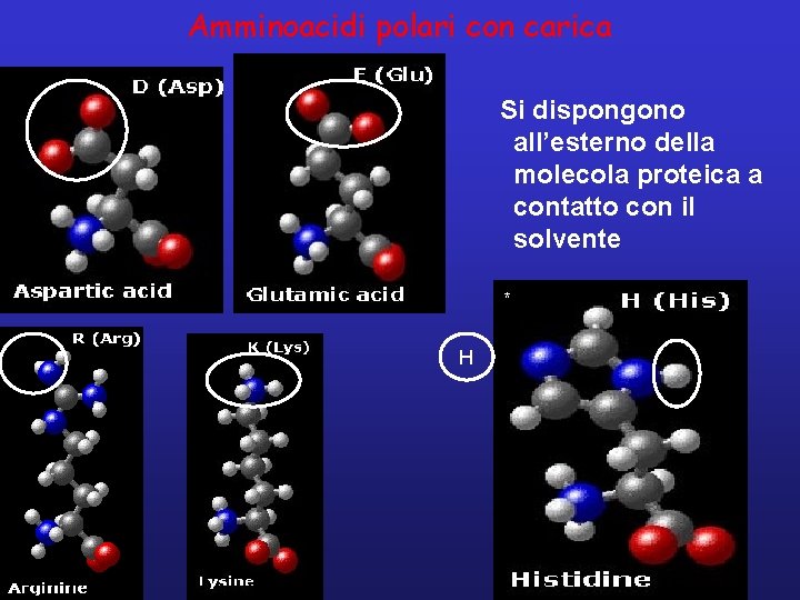 Amminoacidi polari con carica Si dispongono all’esterno della molecola proteica a contatto con il