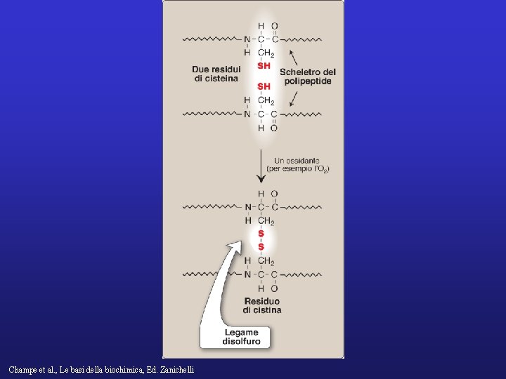 Champe et al. , Le basi della biochimica, Ed. Zanichelli 