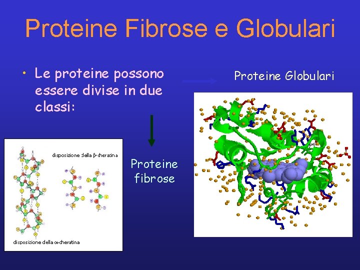 Proteine Fibrose e Globulari • Le proteine possono essere divise in due classi: Proteine