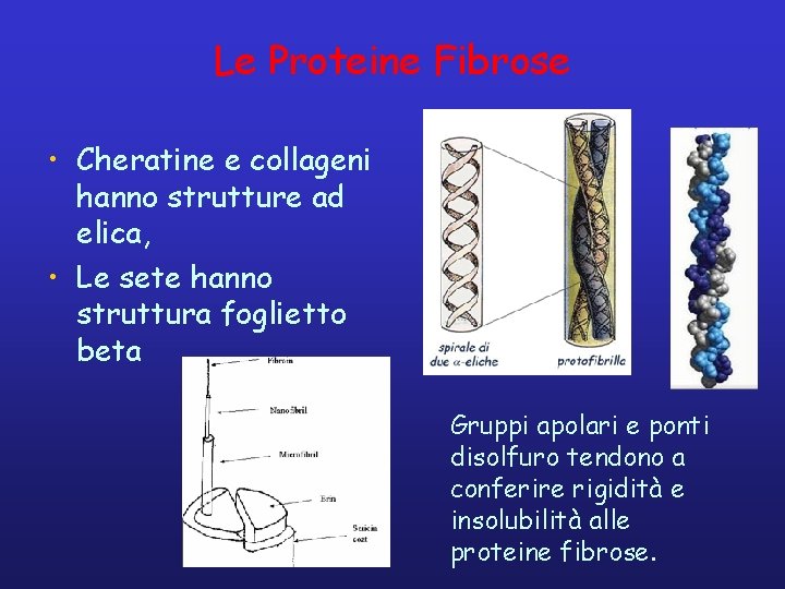Le Proteine Fibrose • Cheratine e collageni hanno strutture ad elica, • Le sete