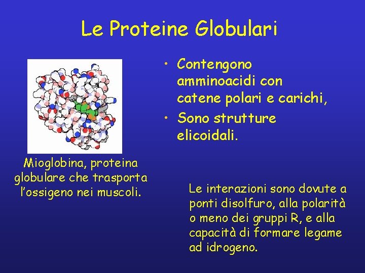 Le Proteine Globulari • Contengono amminoacidi con catene polari e carichi, • Sono strutture