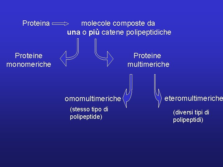 Proteina molecole composte da una o più catene polipeptidiche Proteine monomeriche Proteine multimeriche omomultimeriche
