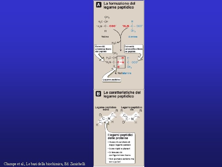 Champe et al. , Le basi della biochimica, Ed. Zanichelli 