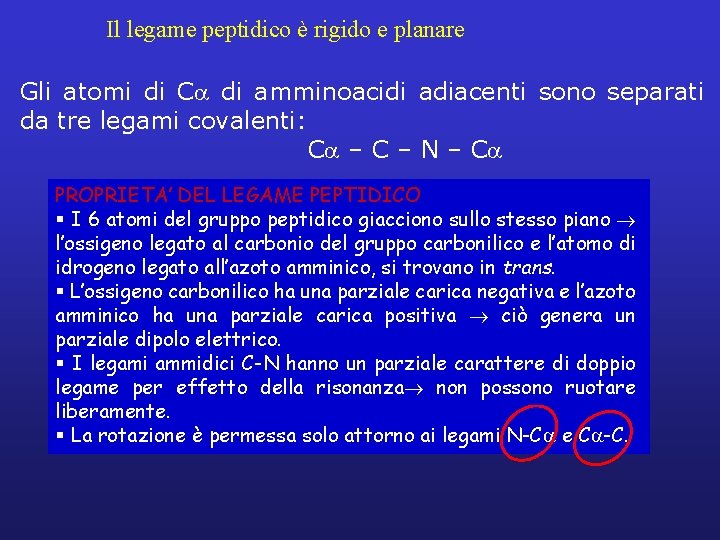 Il legame peptidico è rigido e planare Gli atomi di Ca di amminoacidi adiacenti