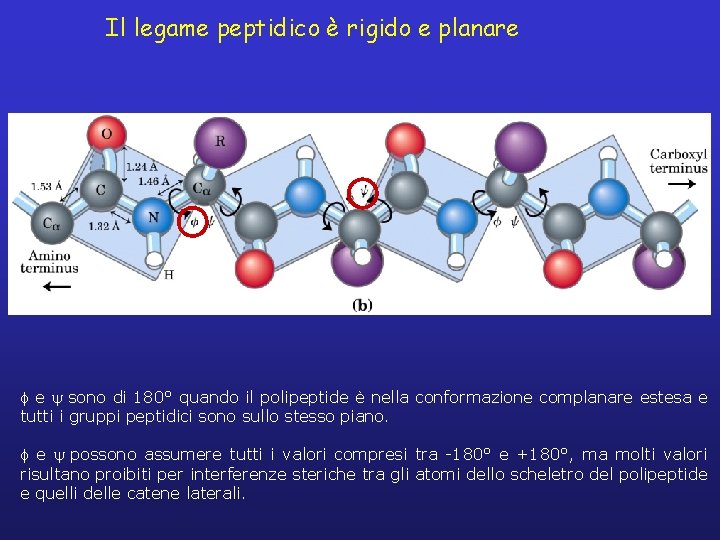 Il legame peptidico è rigido e planare f e sono di 180° quando il