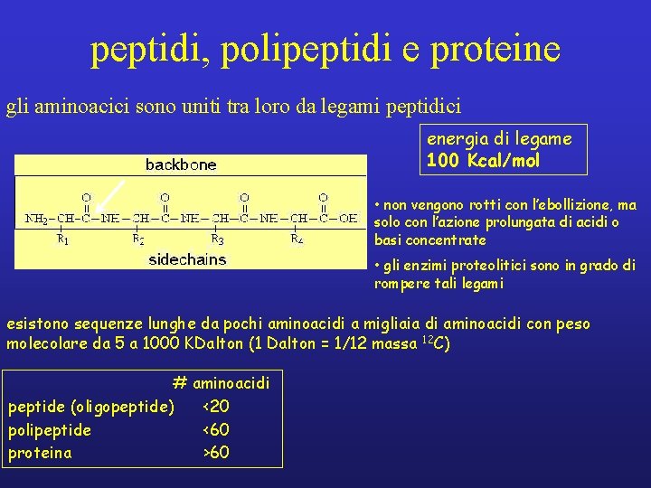 peptidi, polipeptidi e proteine gli aminoacici sono uniti tra loro da legami peptidici energia