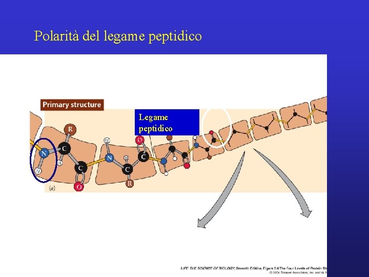 Polarità del legame peptidico Legame peptidico 