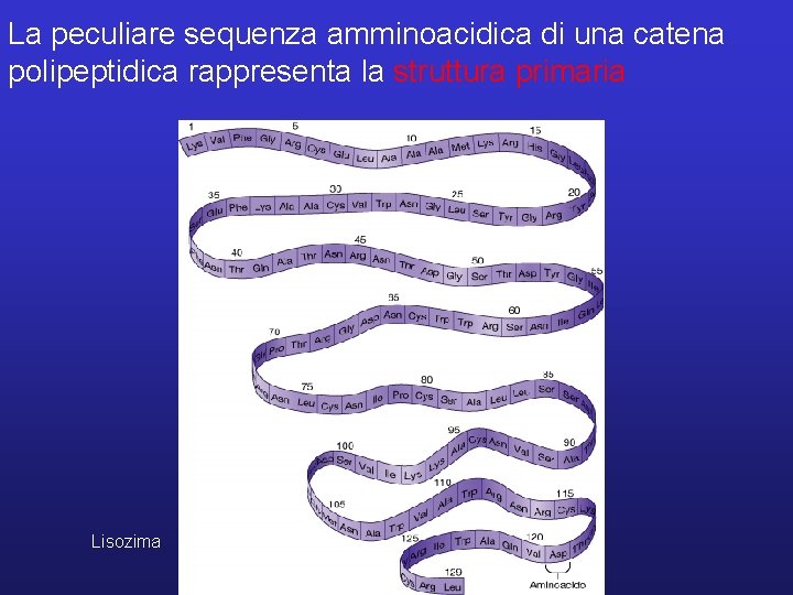 La peculiare sequenza amminoacidica di una catena polipeptidica rappresenta la struttura primaria Lisozima 