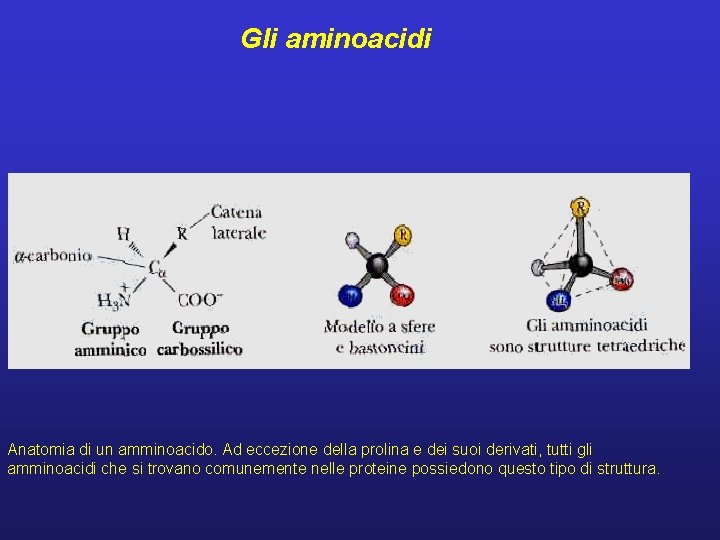 Gli aminoacidi Anatomia di un amminoacido. Ad eccezione della prolina e dei suoi derivati,