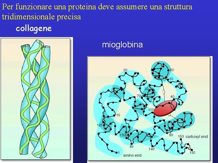 Per funzionare una proteina deve assumere una struttura tridimensionale precisa collagene mioglobina 