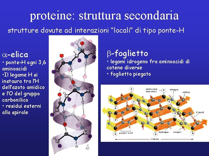 proteine: struttura secondaria strutture dovute ad interazioni “locali” di tipo ponte-H a-elica • ponte-H