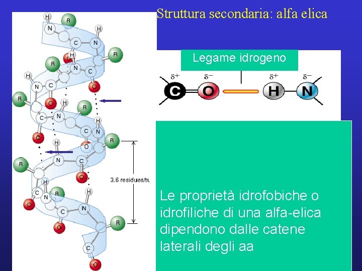 Struttura secondaria: alfa elica Legame idrogeno Le proprietà idrofobiche o idrofiliche di una alfa-elica