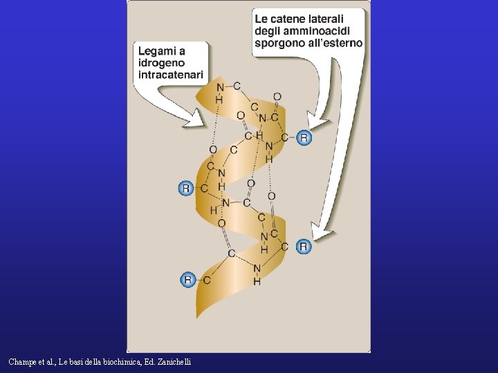 Champe et al. , Le basi della biochimica, Ed. Zanichelli 