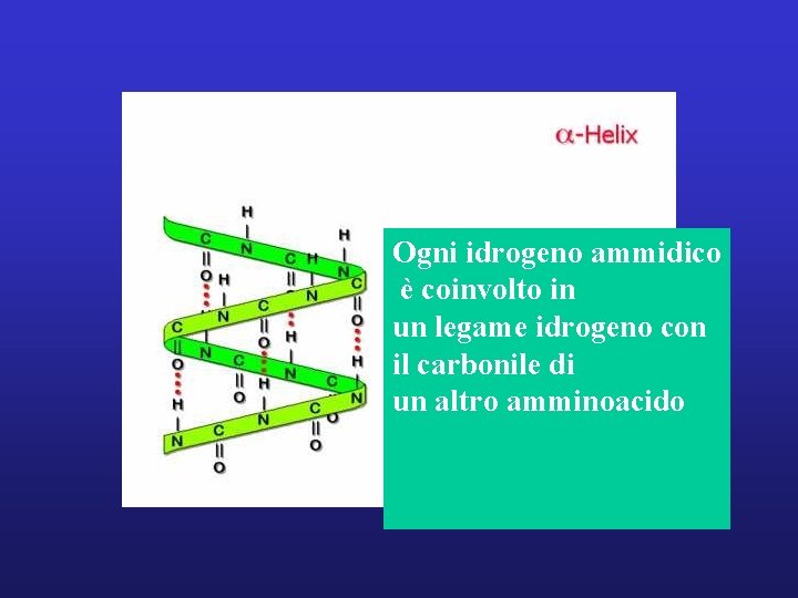 Ogni idrogeno ammidico è coinvolto in un legame idrogeno con il carbonile di un
