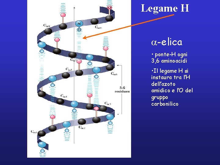 Legame H a-elica • ponte-H ogni 3, 6 aminoacidi • Il legame H si