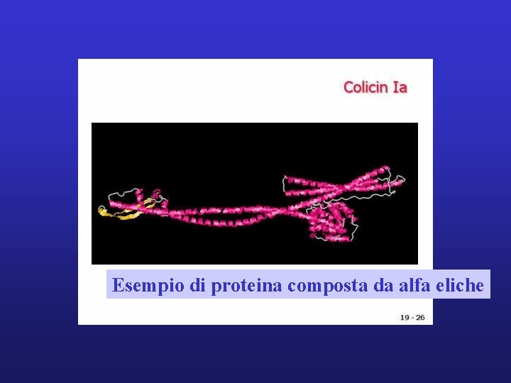 Esempio di proteina composta da alfa eliche 