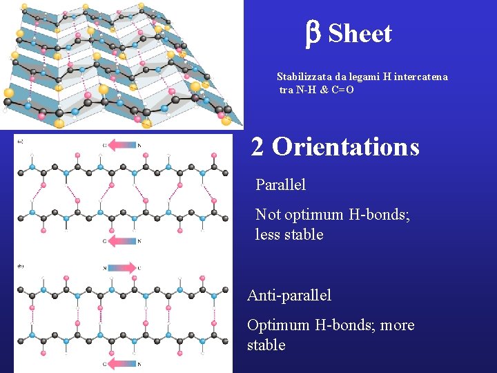 b Sheet Stabilizzata da legami H intercatena tra N-H & C=O 2 Orientations Parallel