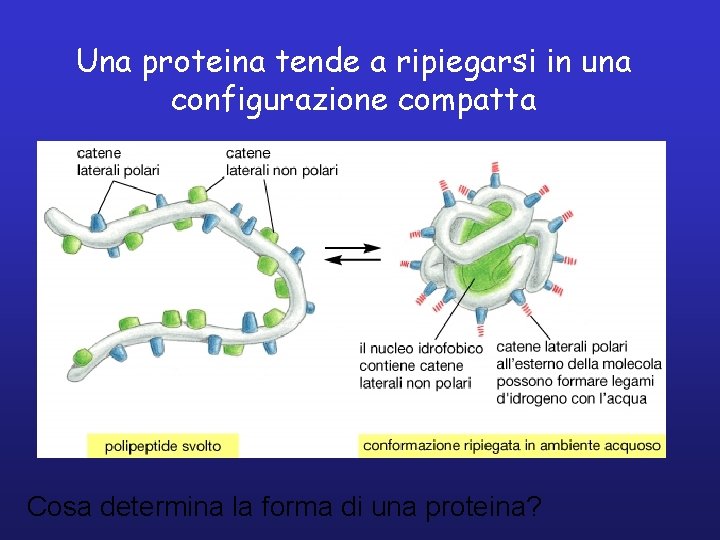 Una proteina tende a ripiegarsi in una configurazione compatta Cosa determina la forma di