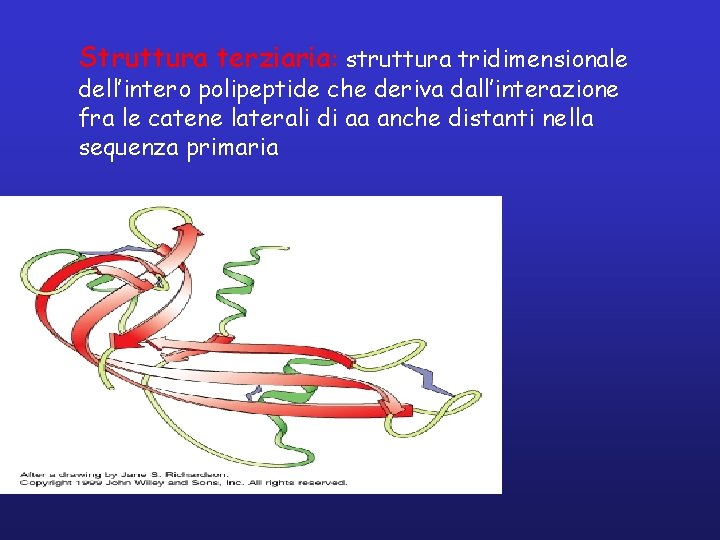 Struttura terziaria: struttura tridimensionale dell’intero polipeptide che deriva dall’interazione fra le catene laterali di