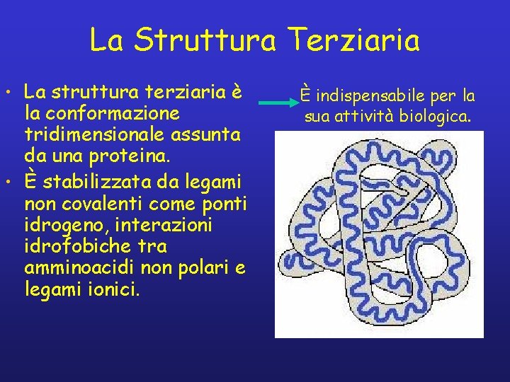 La Struttura Terziaria • La struttura terziaria è la conformazione tridimensionale assunta da una