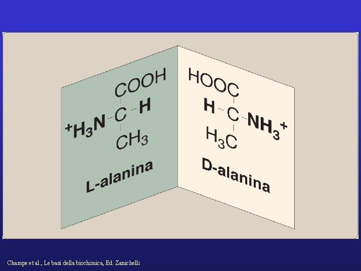 Champe et al. , Le basi della biochimica, Ed. Zanichelli 