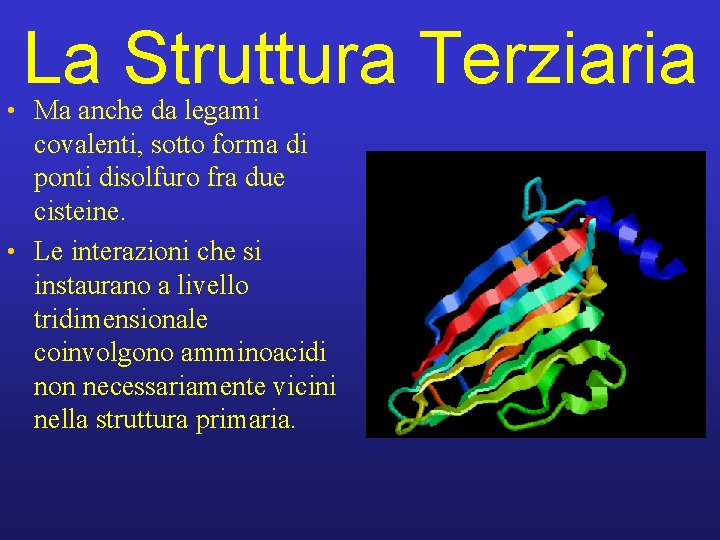 La Struttura Terziaria • Ma anche da legami covalenti, sotto forma di ponti disolfuro