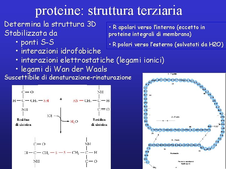 proteine: struttura terziaria Determina la struttura 3 D • R apolari verso l’interno (eccetto