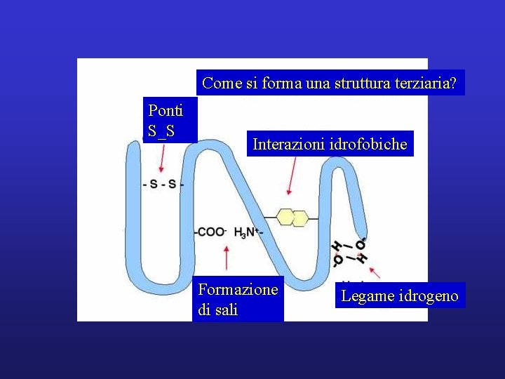Come si forma una struttura terziaria? Ponti S_S Interazioni idrofobiche Formazione di sali Legame