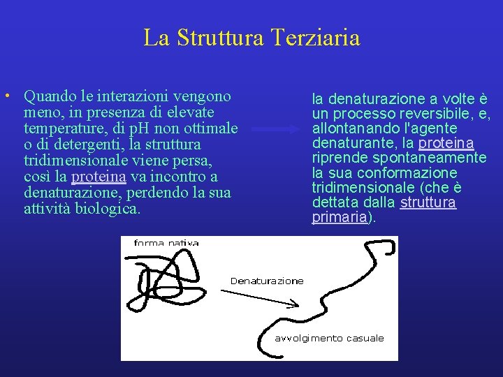 La Struttura Terziaria • Quando le interazioni vengono meno, in presenza di elevate temperature,